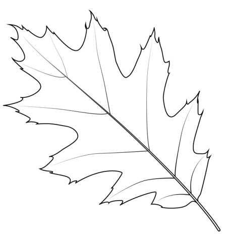 Northern Red Oak Leaf Coloring Page